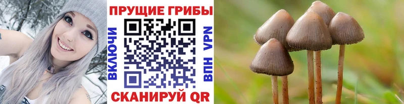 Псилоцибиновые грибы мицелий  Каргополь 